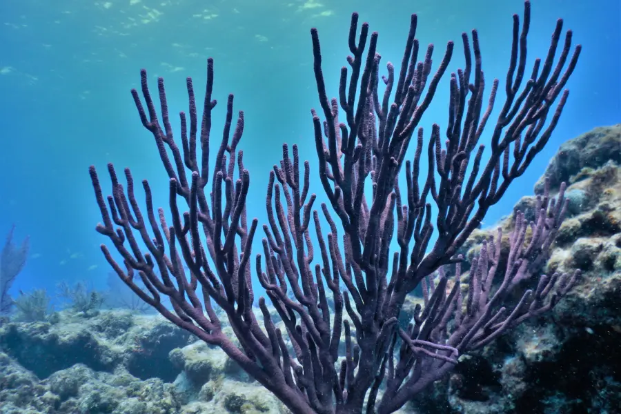 Erick morales oyola glia8xtu3ss unsplash 1