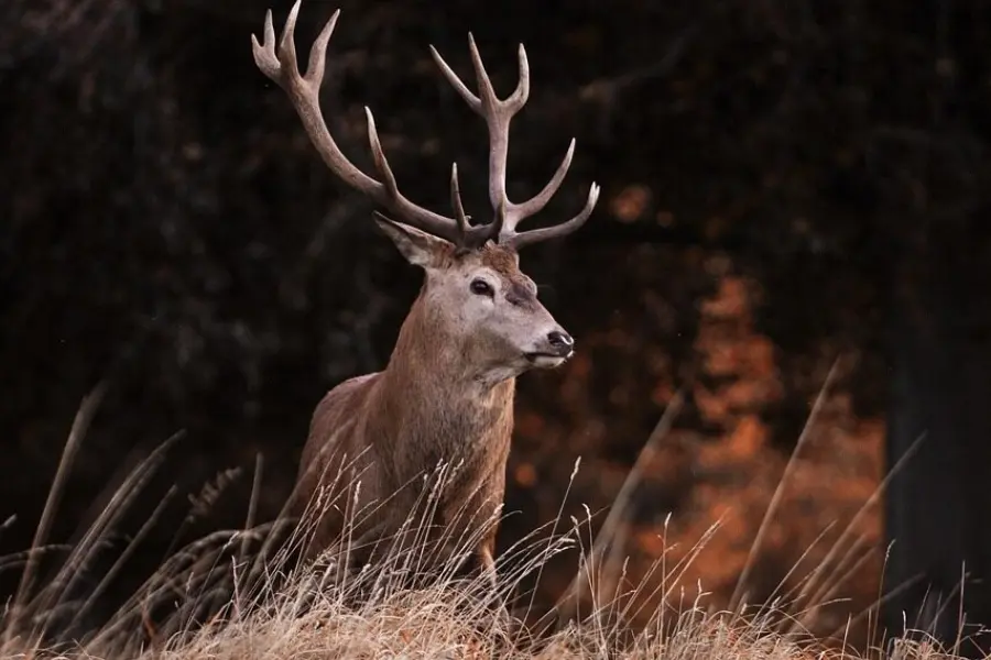 Red deer 45516781280