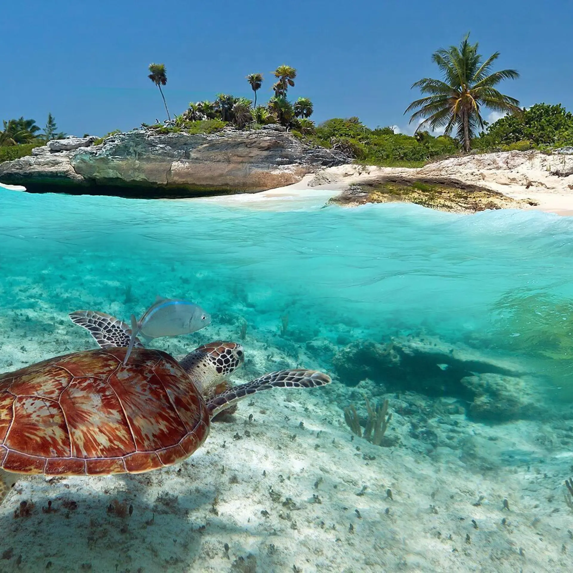 Playa del carmen the reef beaches