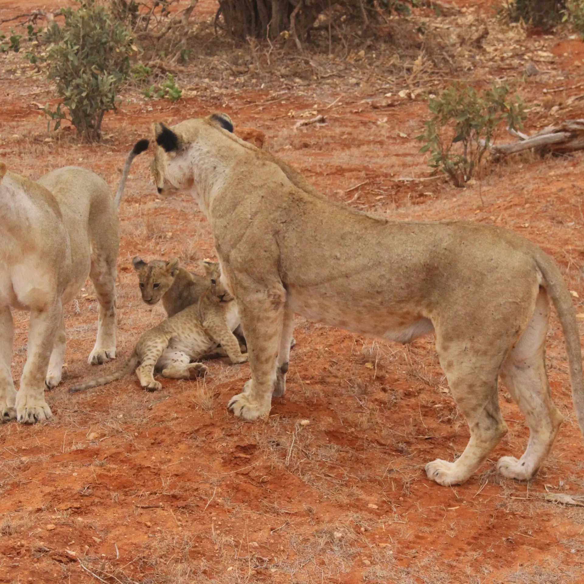 Bka220869 lion 2545589