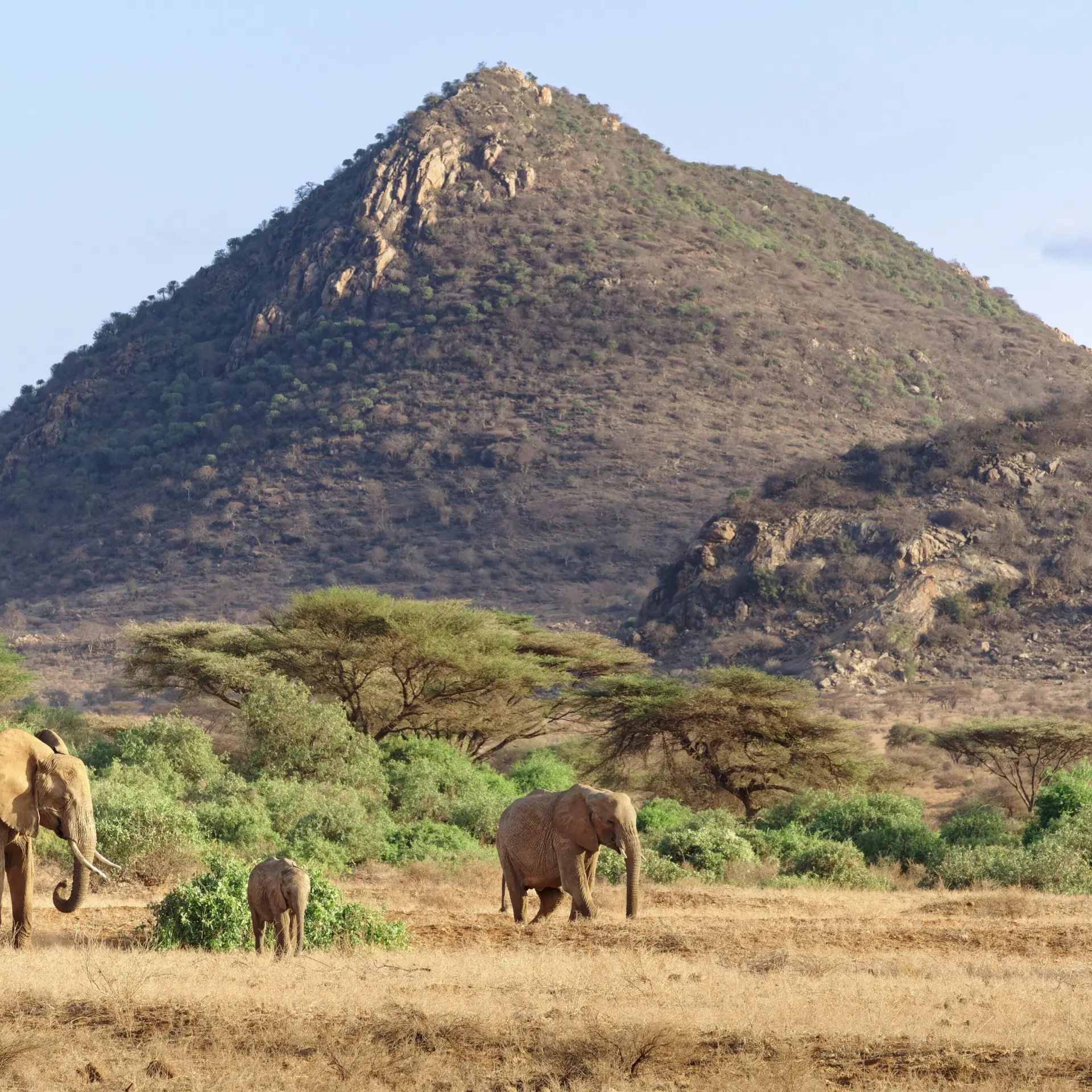 Gildaix elephants 7254462