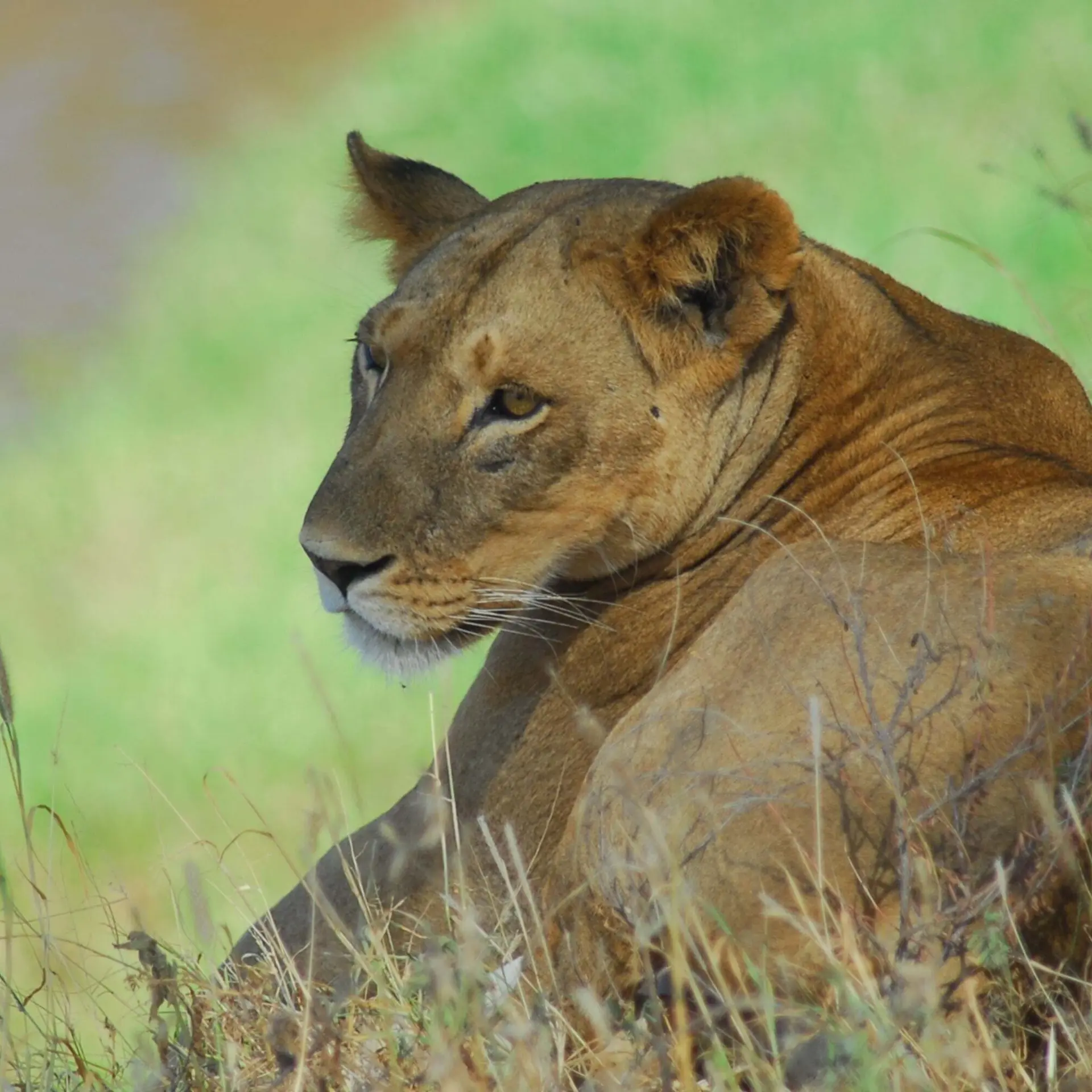 7523944 lioness 7722302