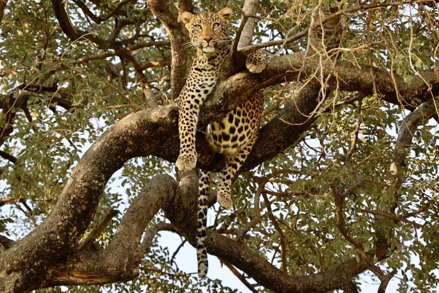 Uzuri safaris tanzania tyxn9riba8u unsplash