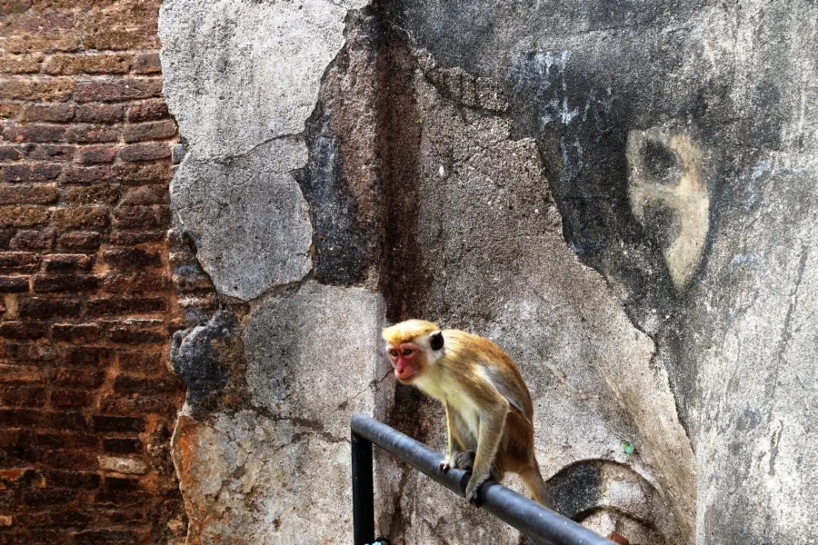 Pasja1000 sigiriya 32124521920