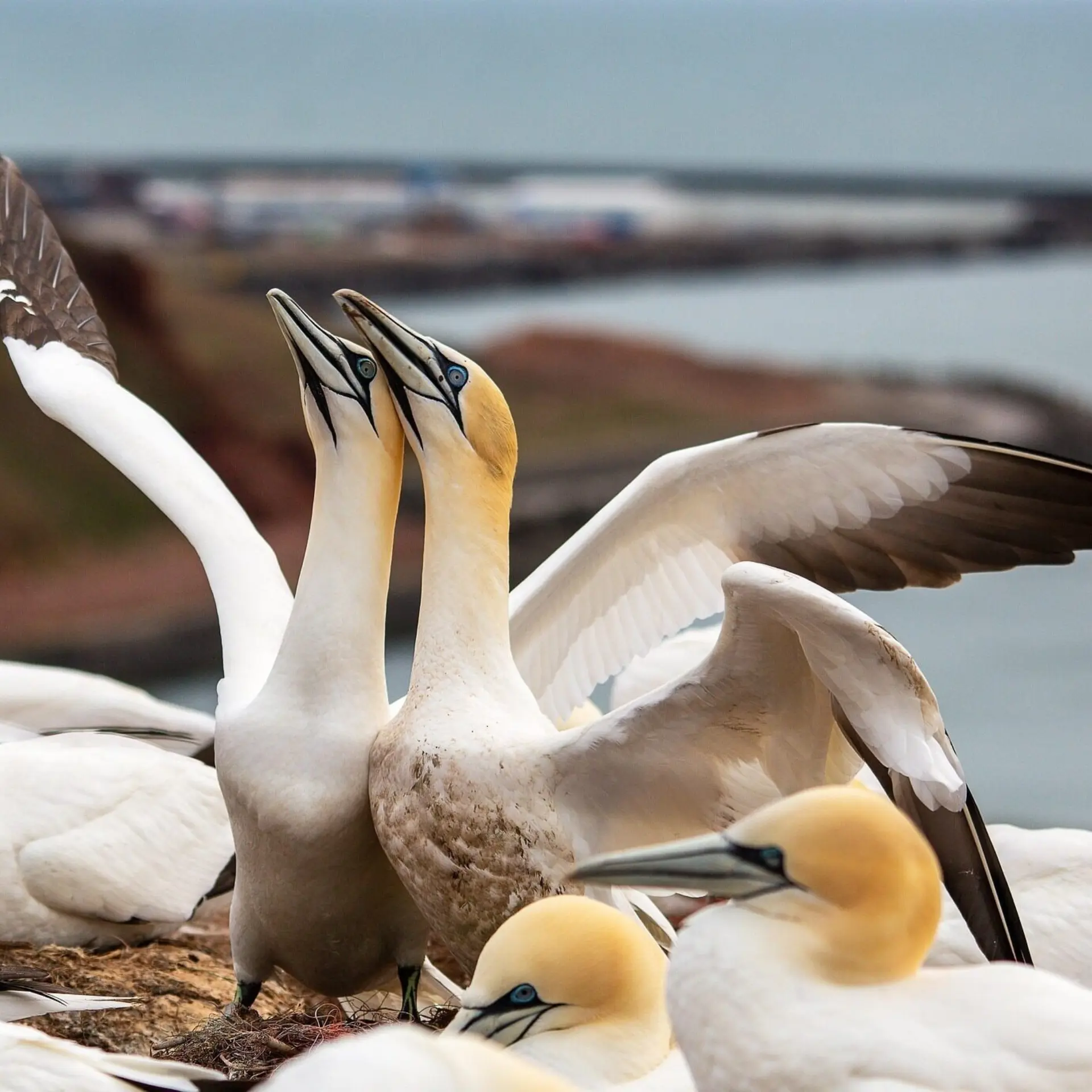 Marcofedermann northern gannets 73552051920 1