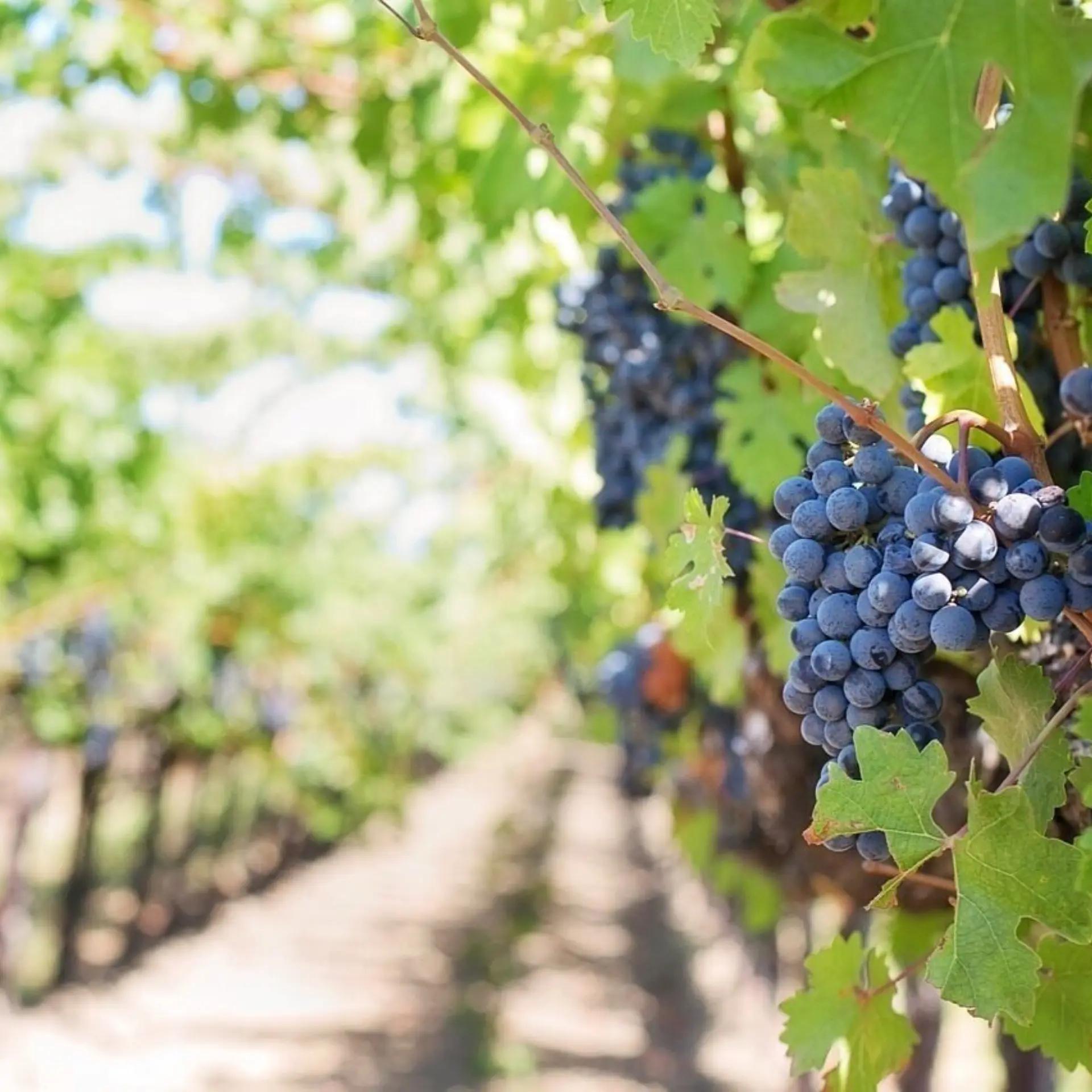 Grapes 553462 1280
