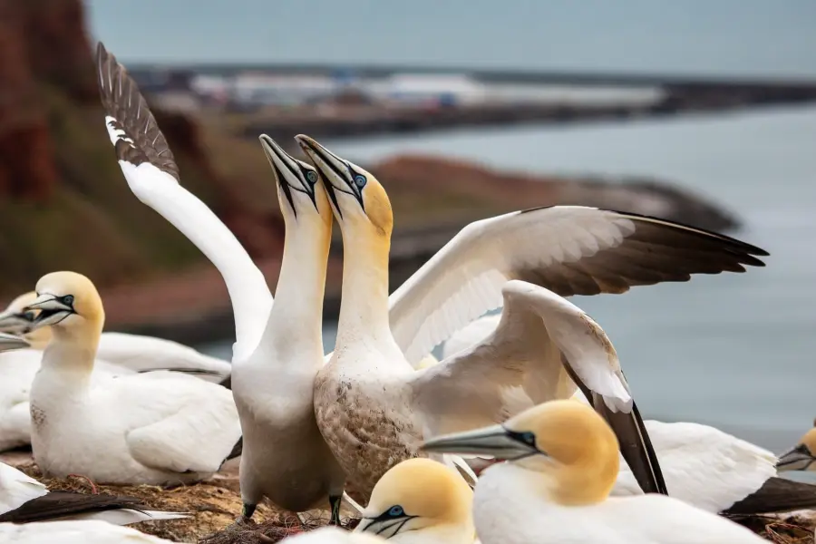 Marcofedermann northern gannets 73552051920 1
