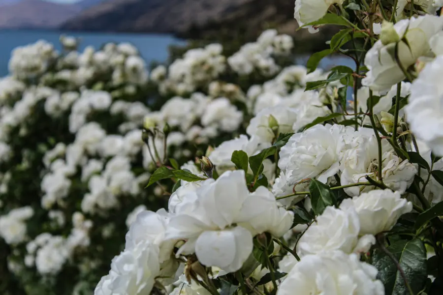 Mikyla eden To Eue VOZU unsplash