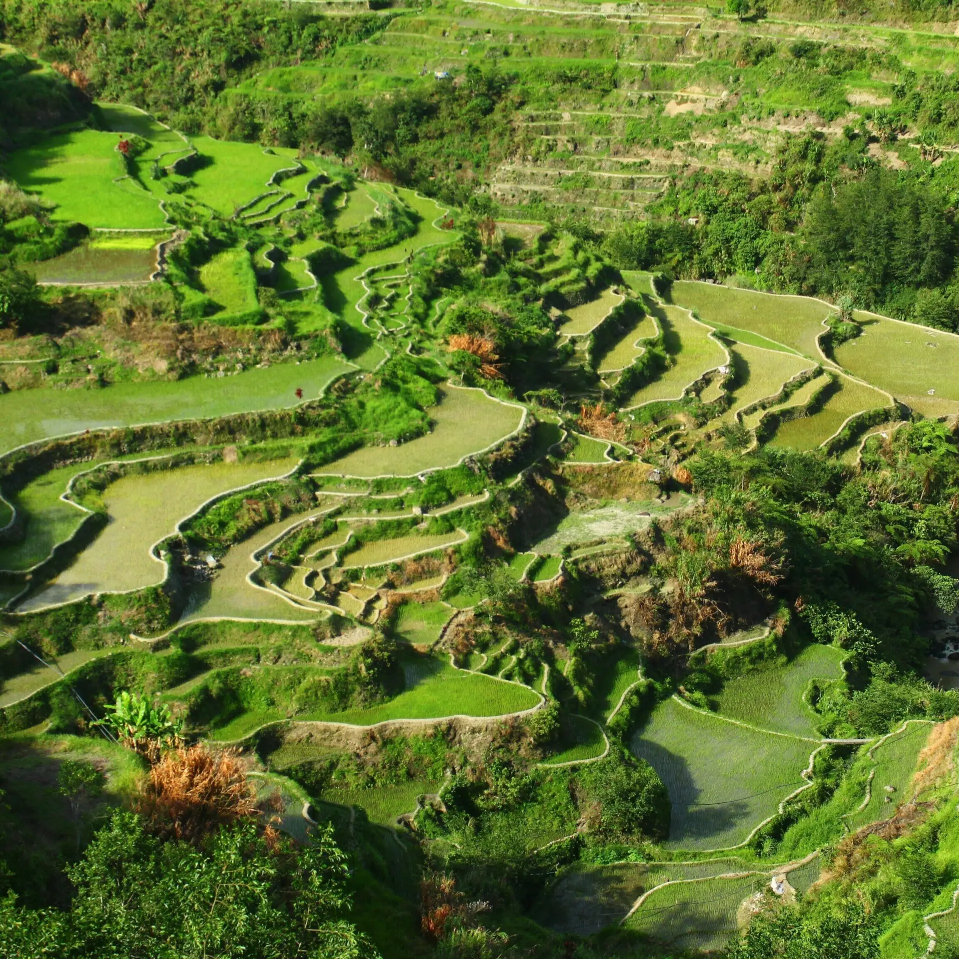 Batad Rice Terraces Banaue