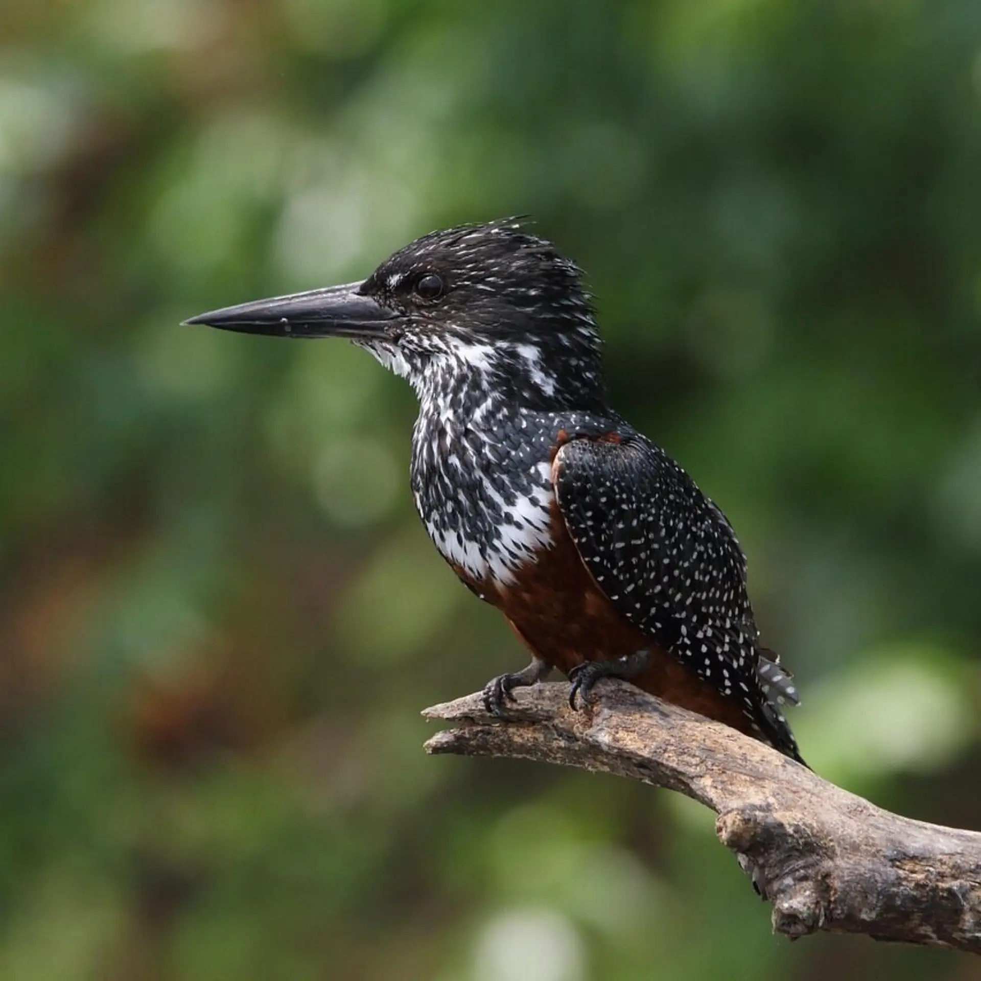 Giant kingfisher 56233471280