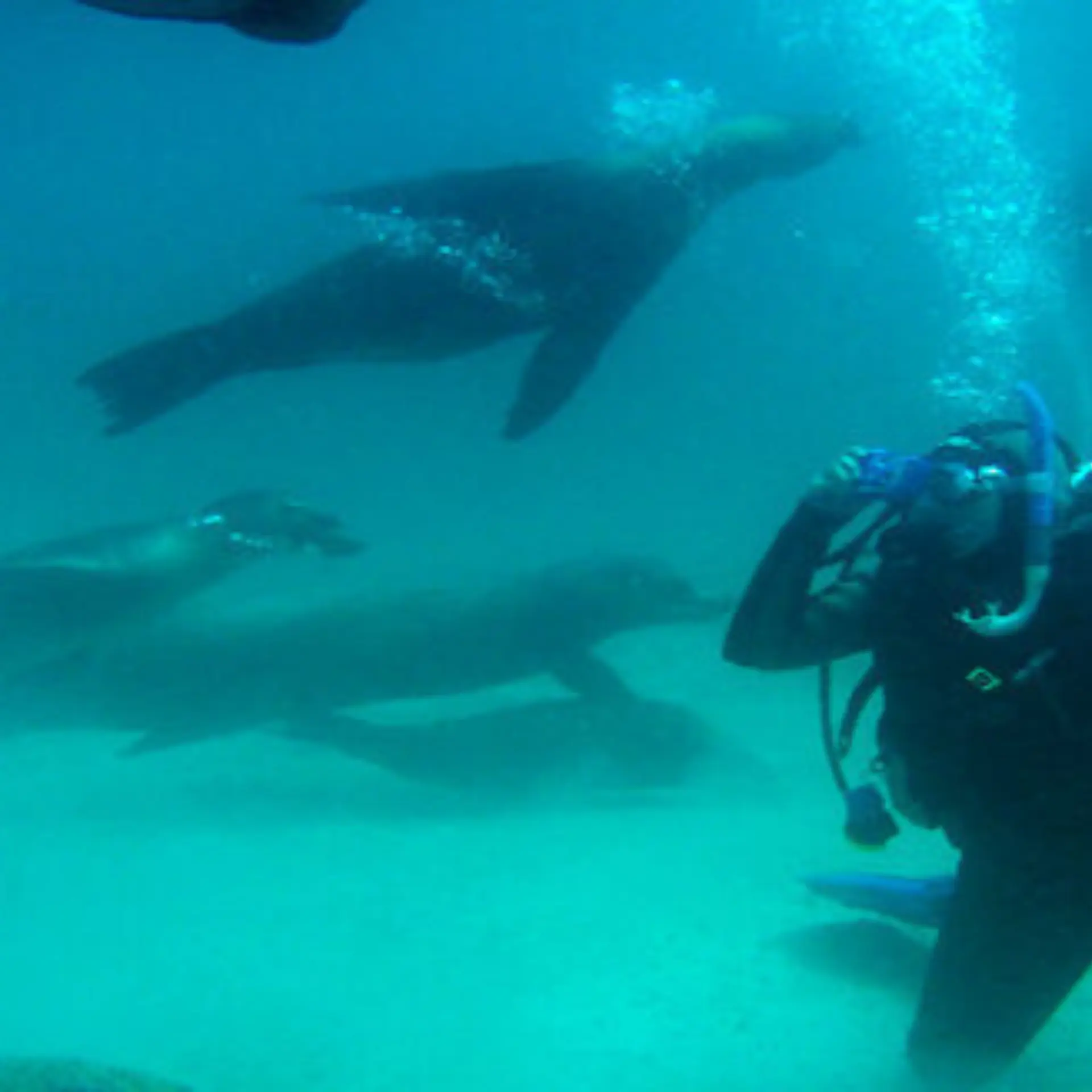 Diving1