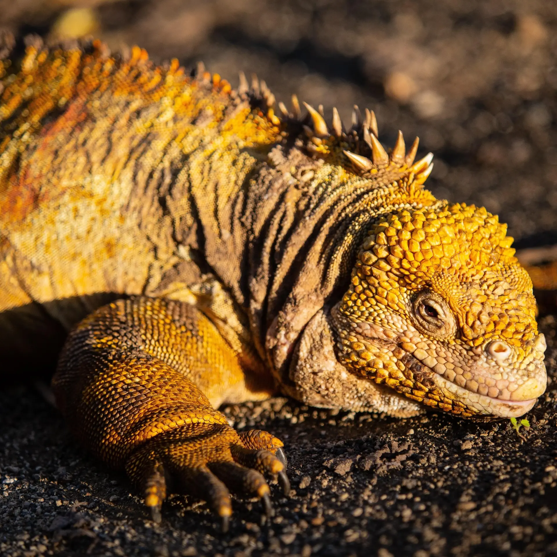Galapagos landleguaan