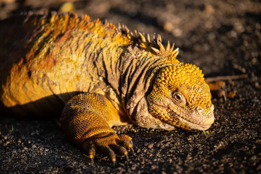 Galapagos landleguaan