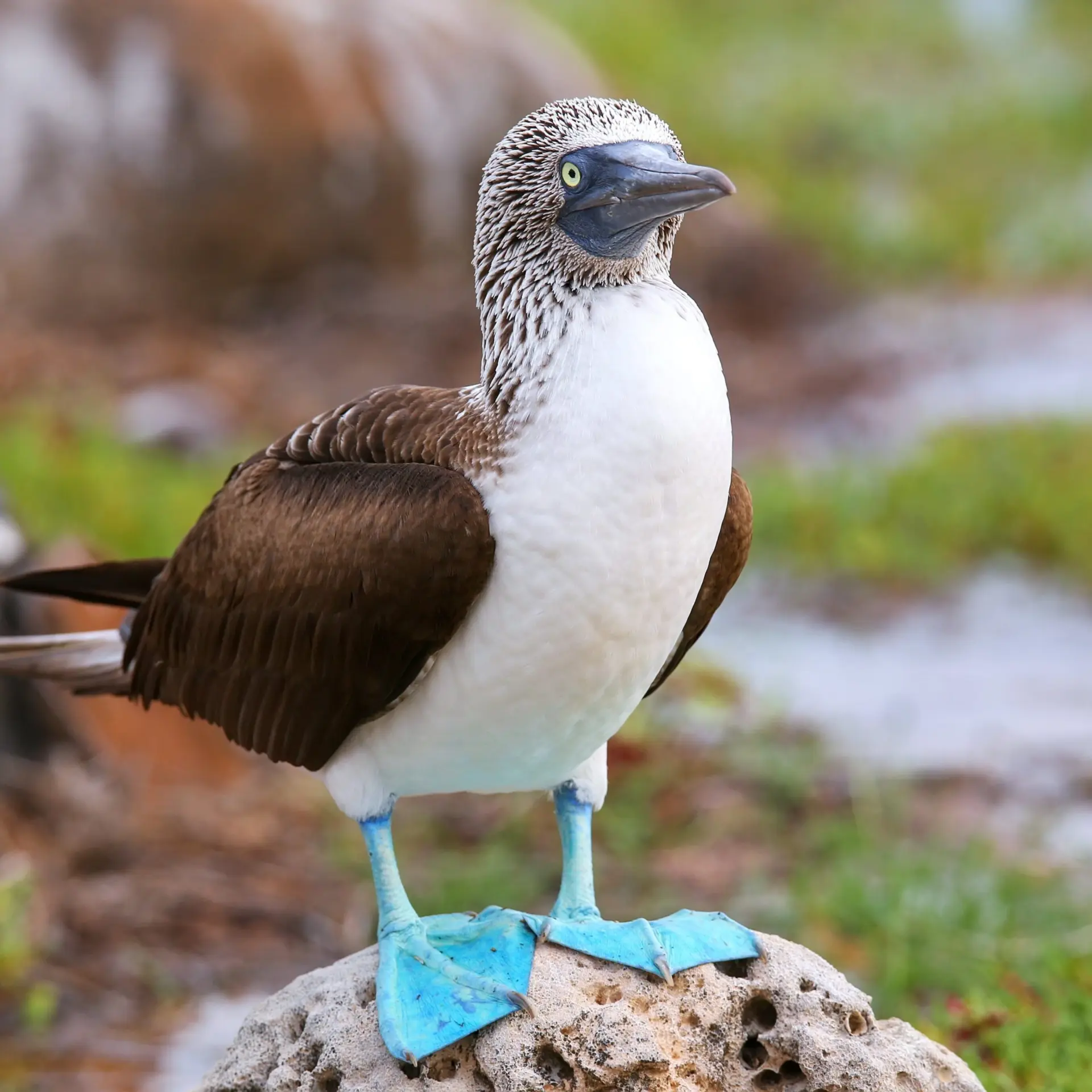 Blauwe poten vogel galapagos1