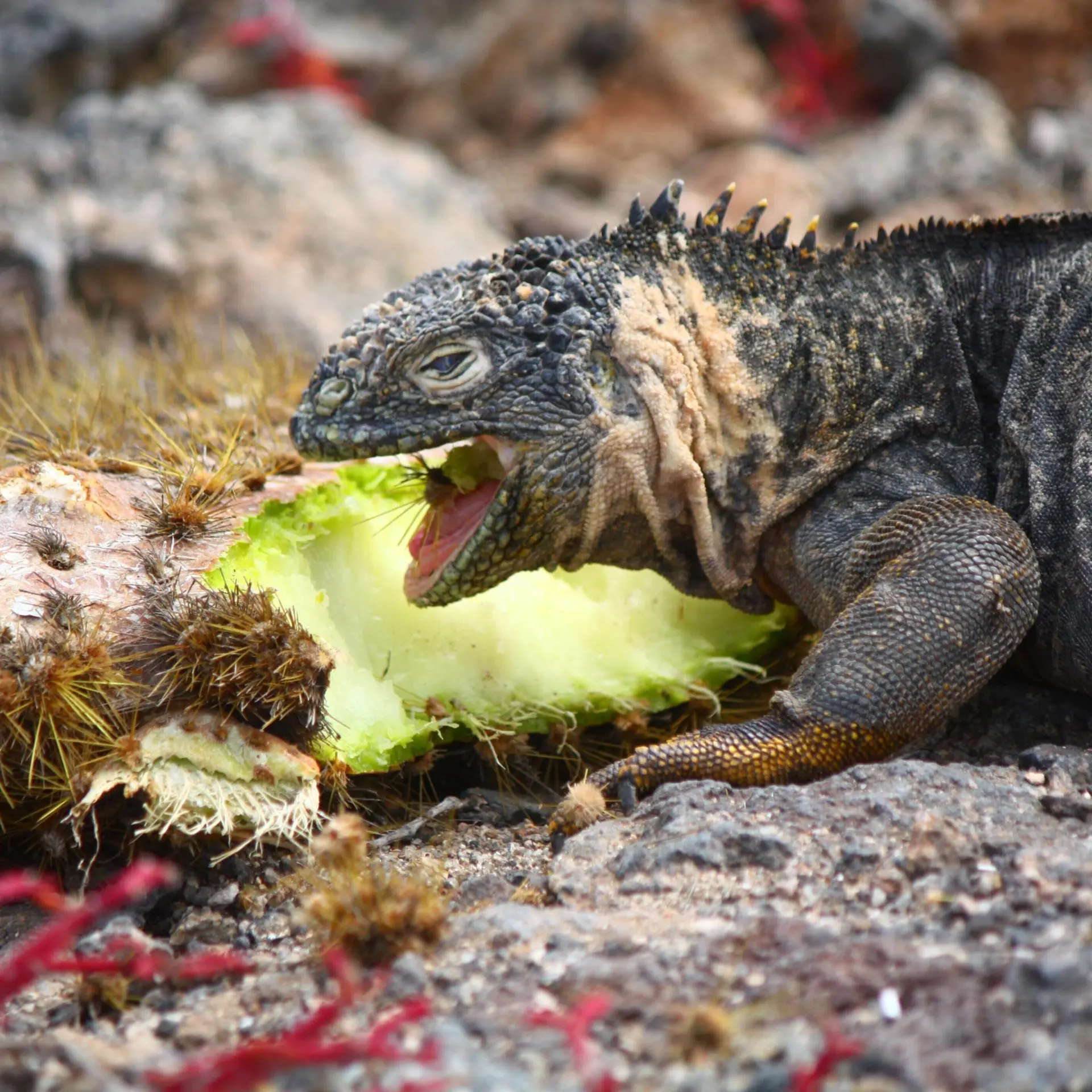 Galapagos zeeleguaan op land