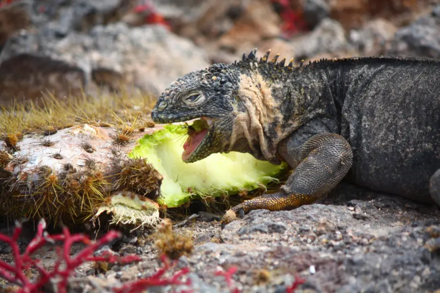 Galapagos zeeleguaan op land