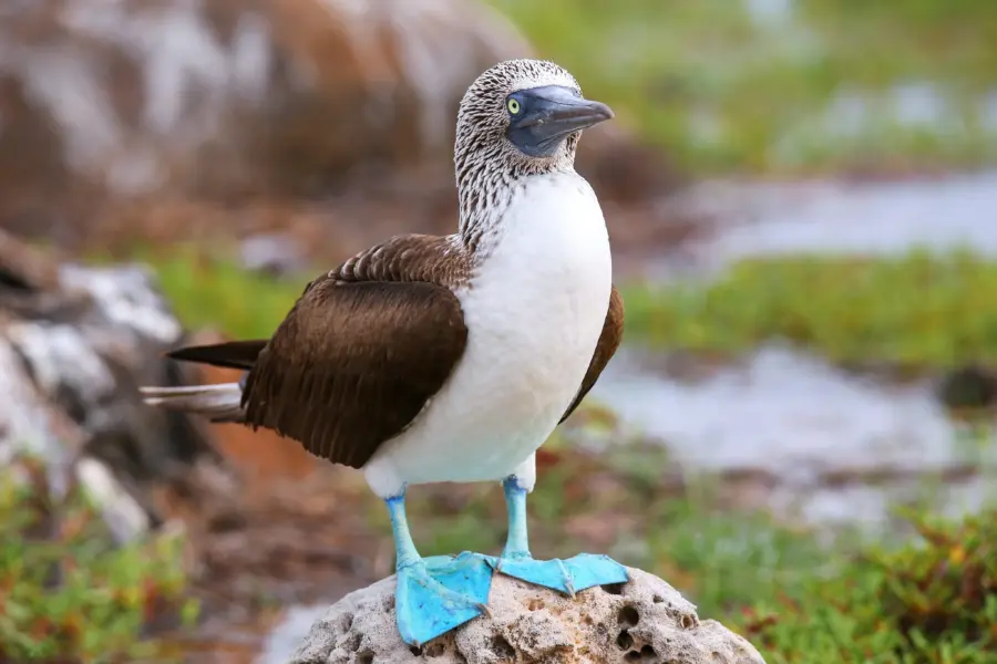 Blauwe poten vogel galapagos