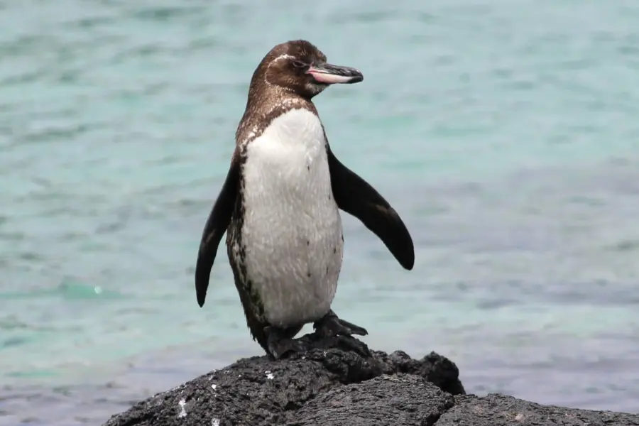 Darius wiles t1ki3puw5yy unsplash