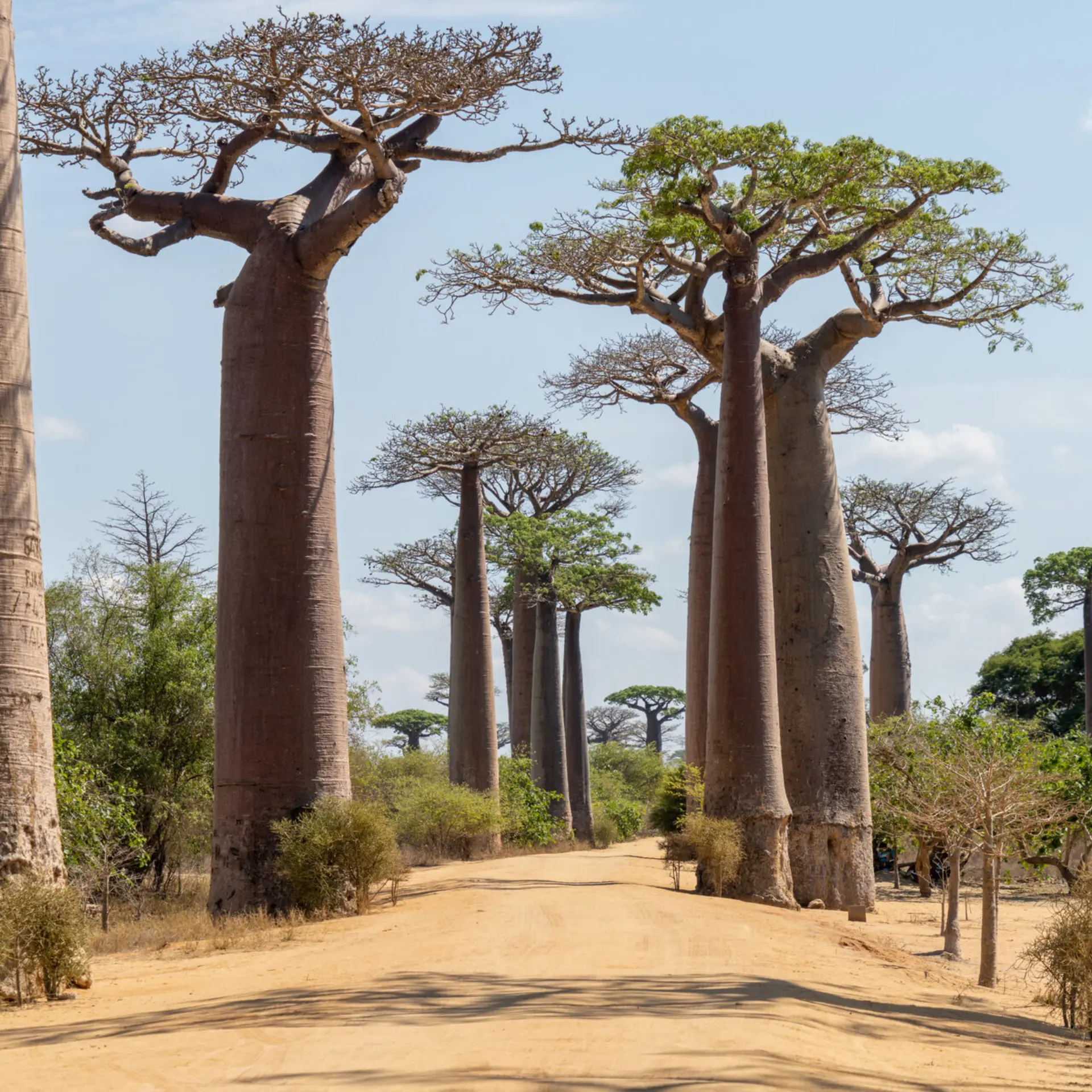 Avila Reizen Madagaskar Avenue of the Baobabs annemarie kleve