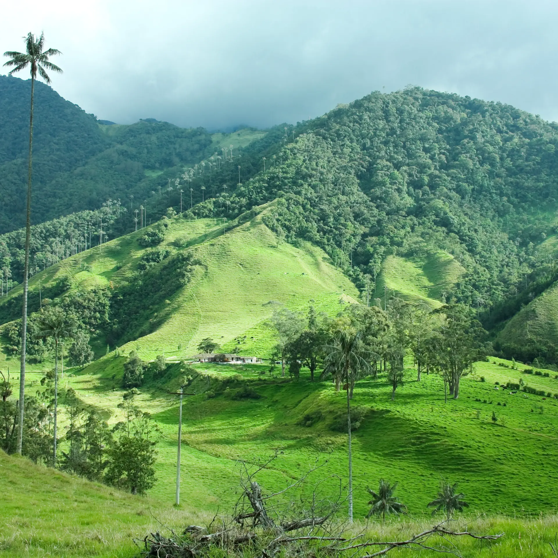 Cocora vallei