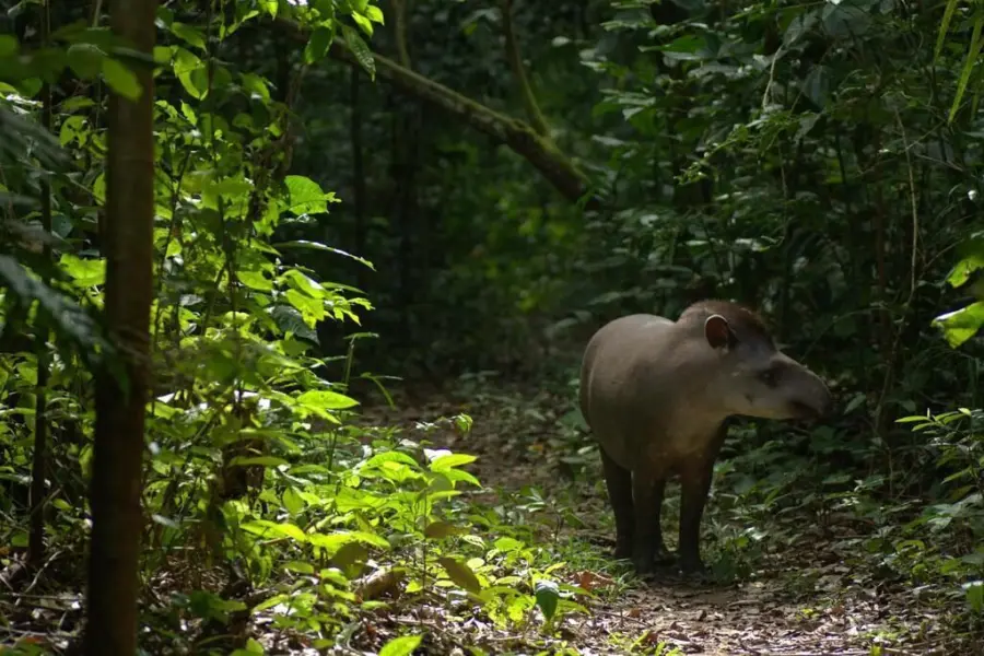 Tapir