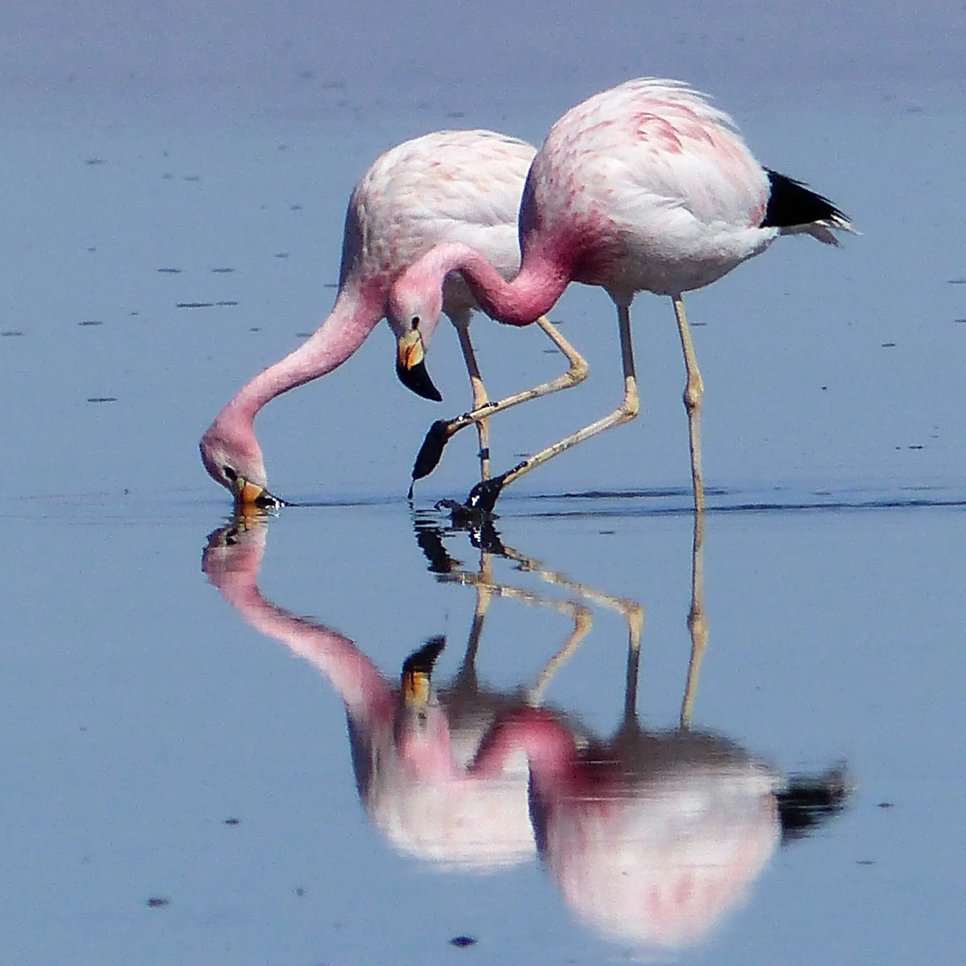 De roo chili salar de atacama andesflamingo