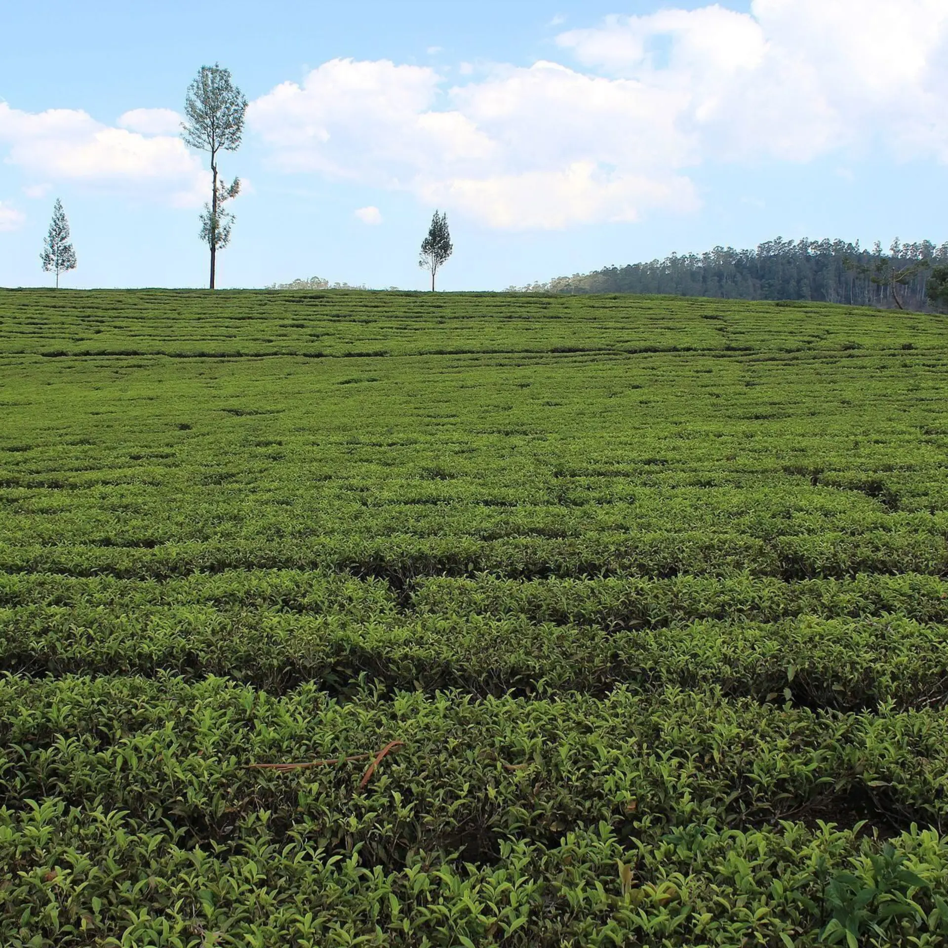 Tea estate in ooty tamil nadu