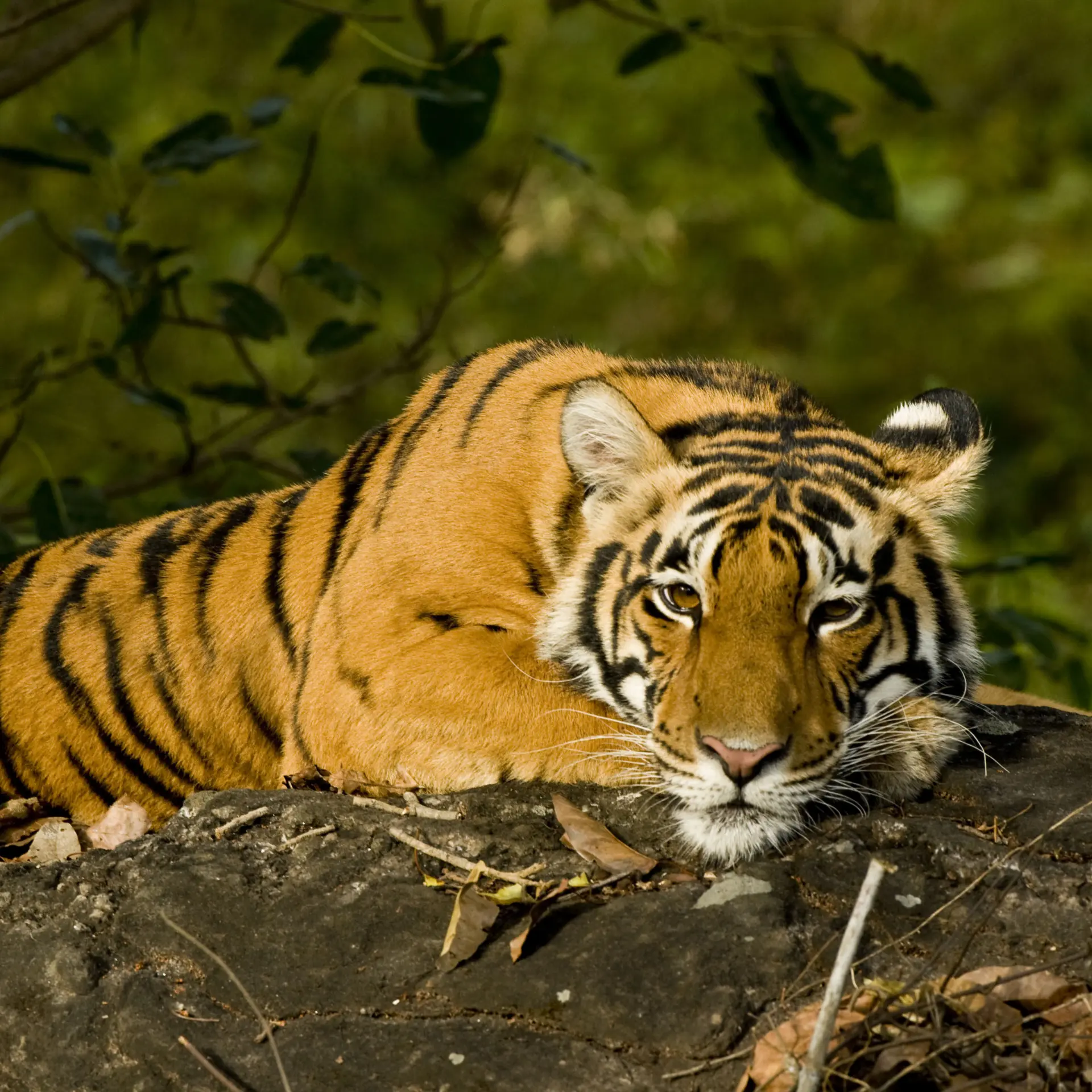 India bandhavgarh tijgerwelp op rots1
