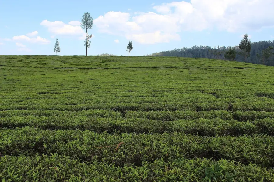 Tea estate in ooty tamil nadu