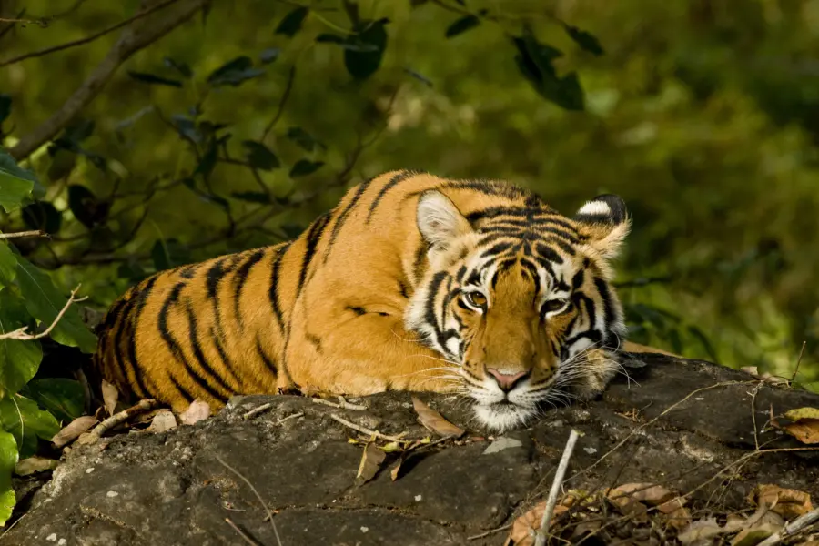 India bandhavgarh tijgerwelp op rots