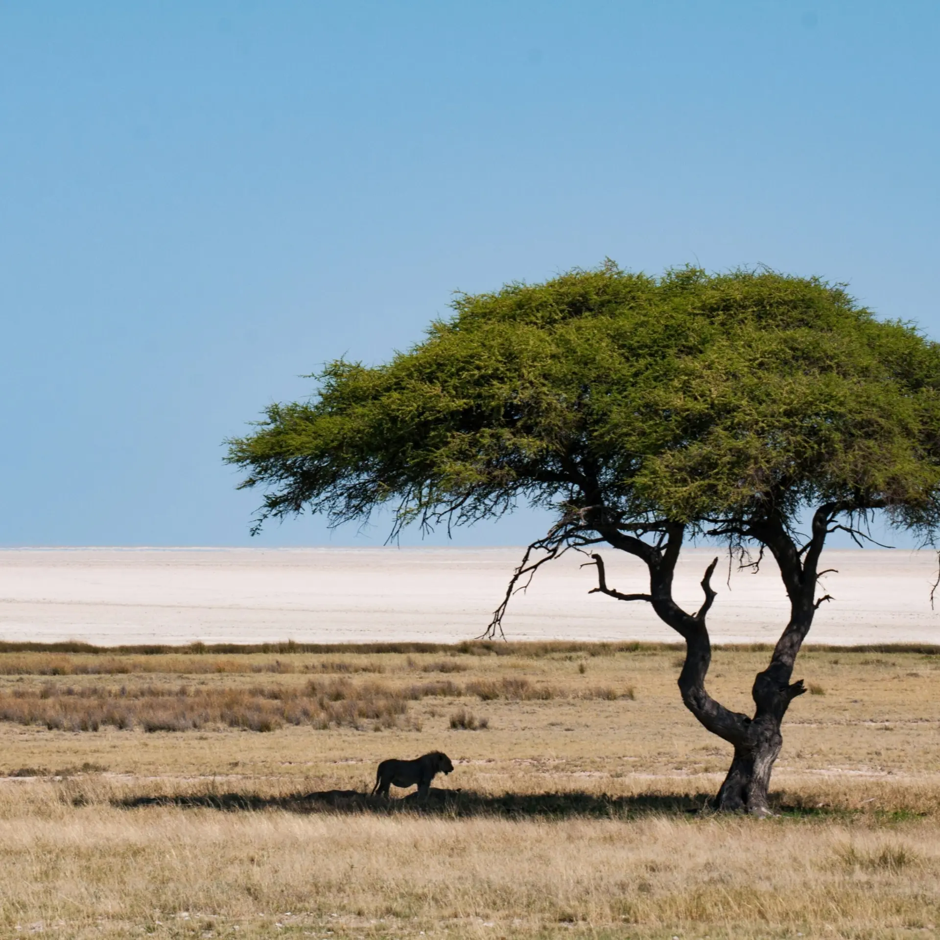 Sam power 1mifdlsqcso unsplash