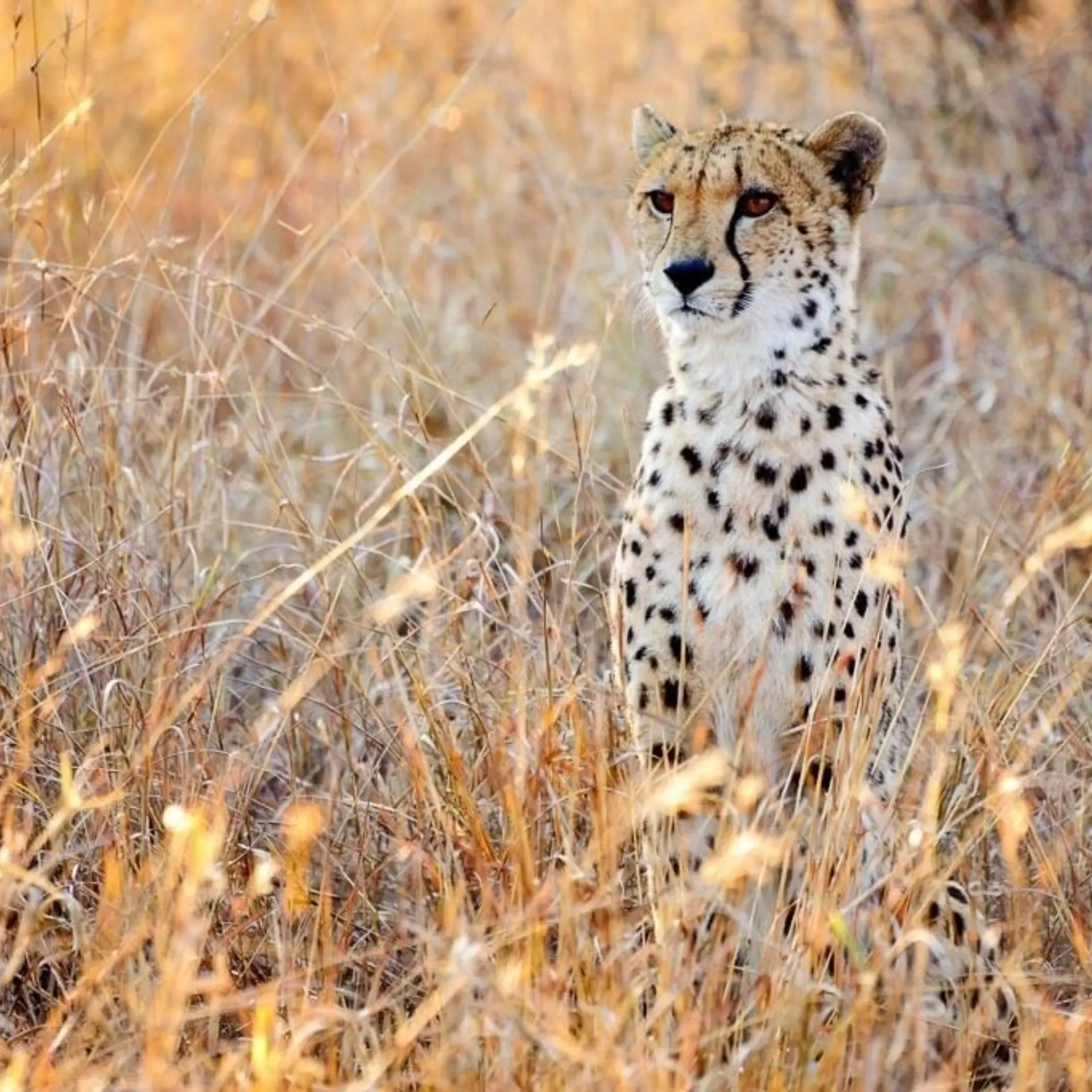 Dag13 okonjima1 0001