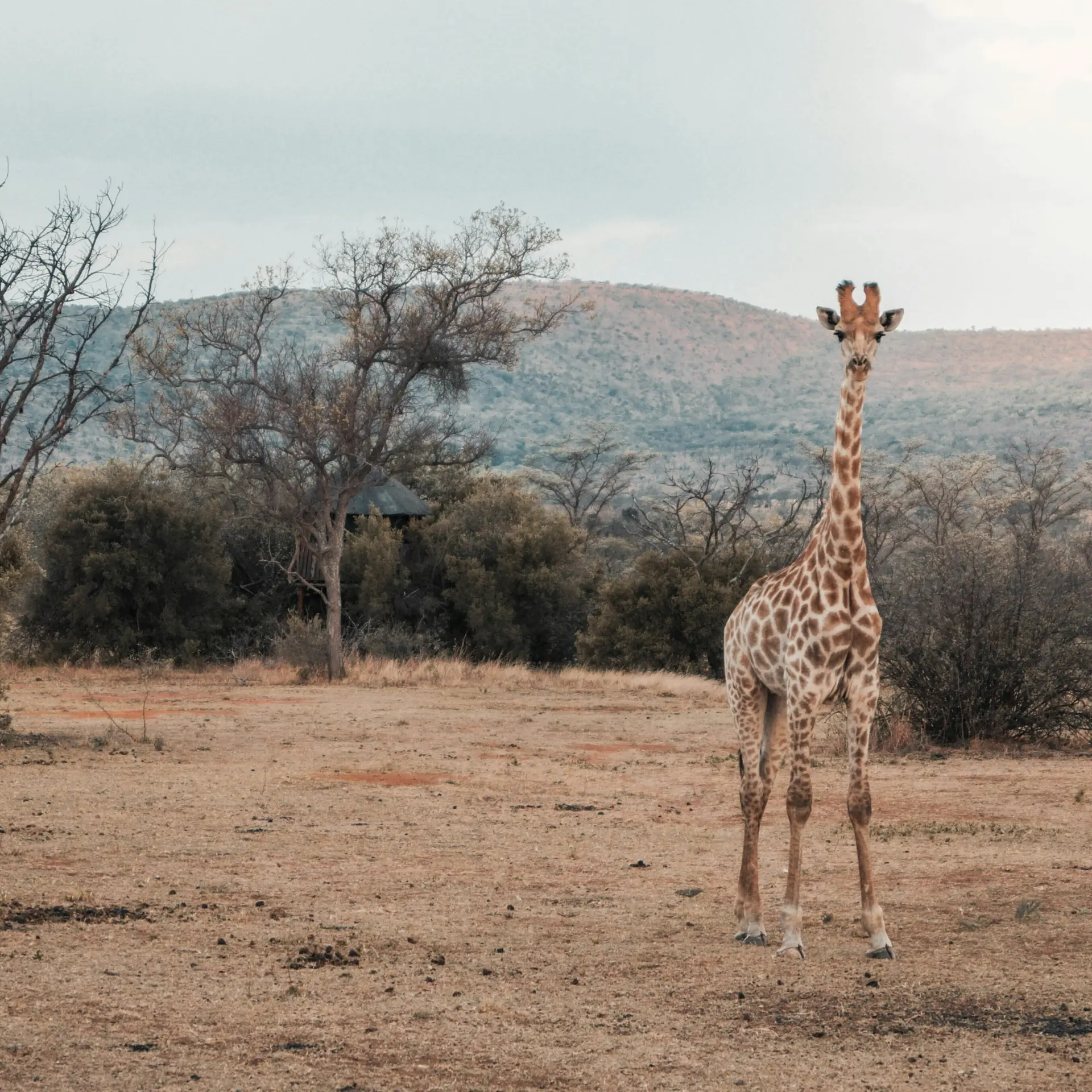 Jura bakx l5g4lswrn7y unsplash