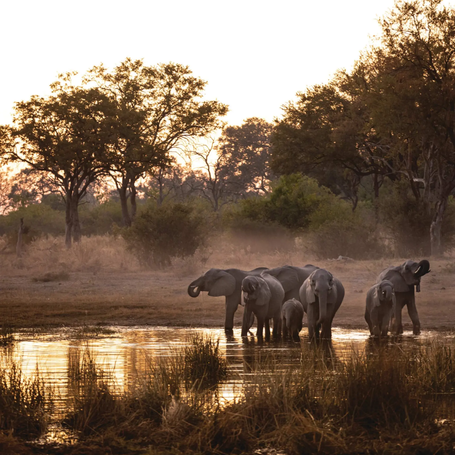 Greatplains botswana selindareservewildlife 14