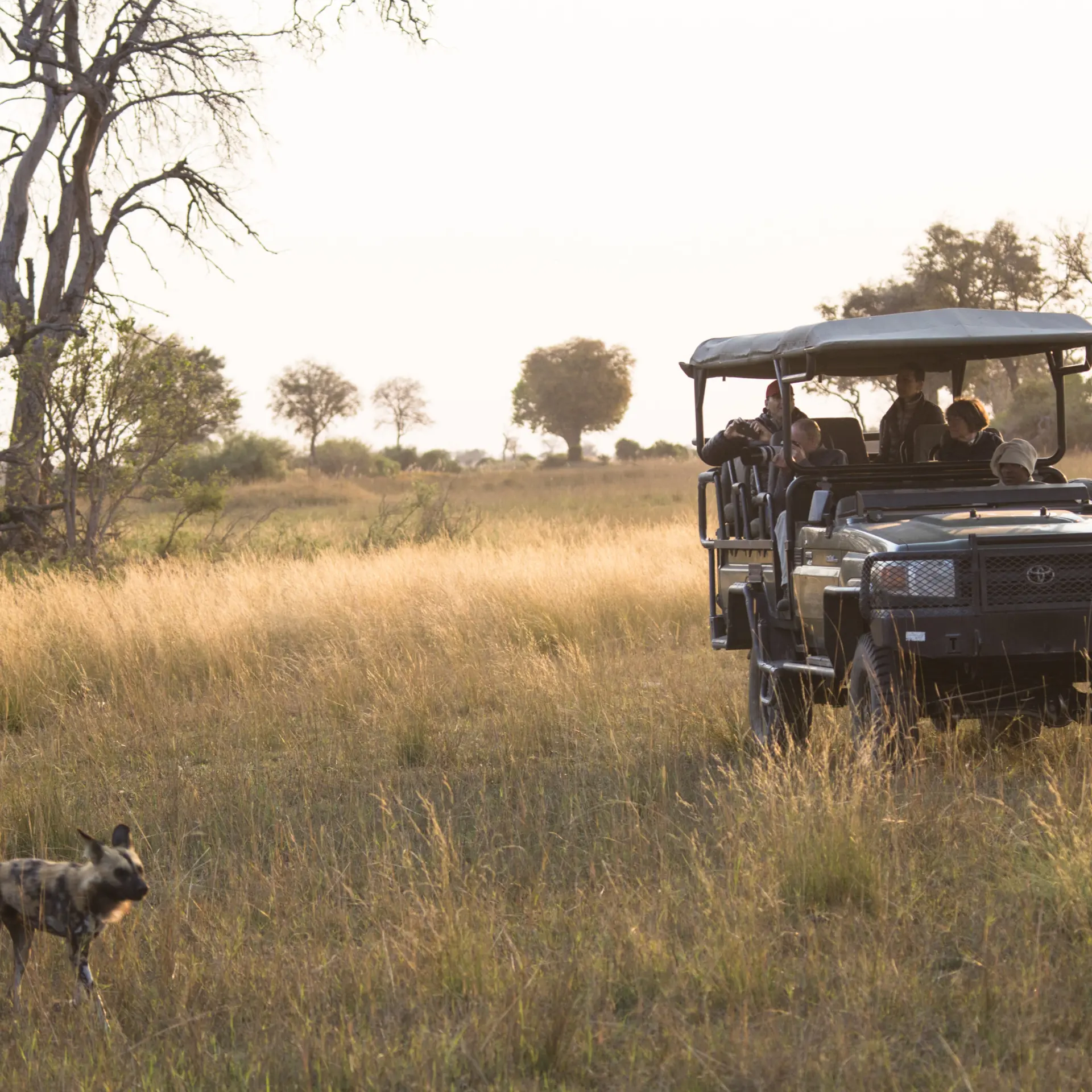 Dubaexplorerscamp wilddogsunset vanessastephens