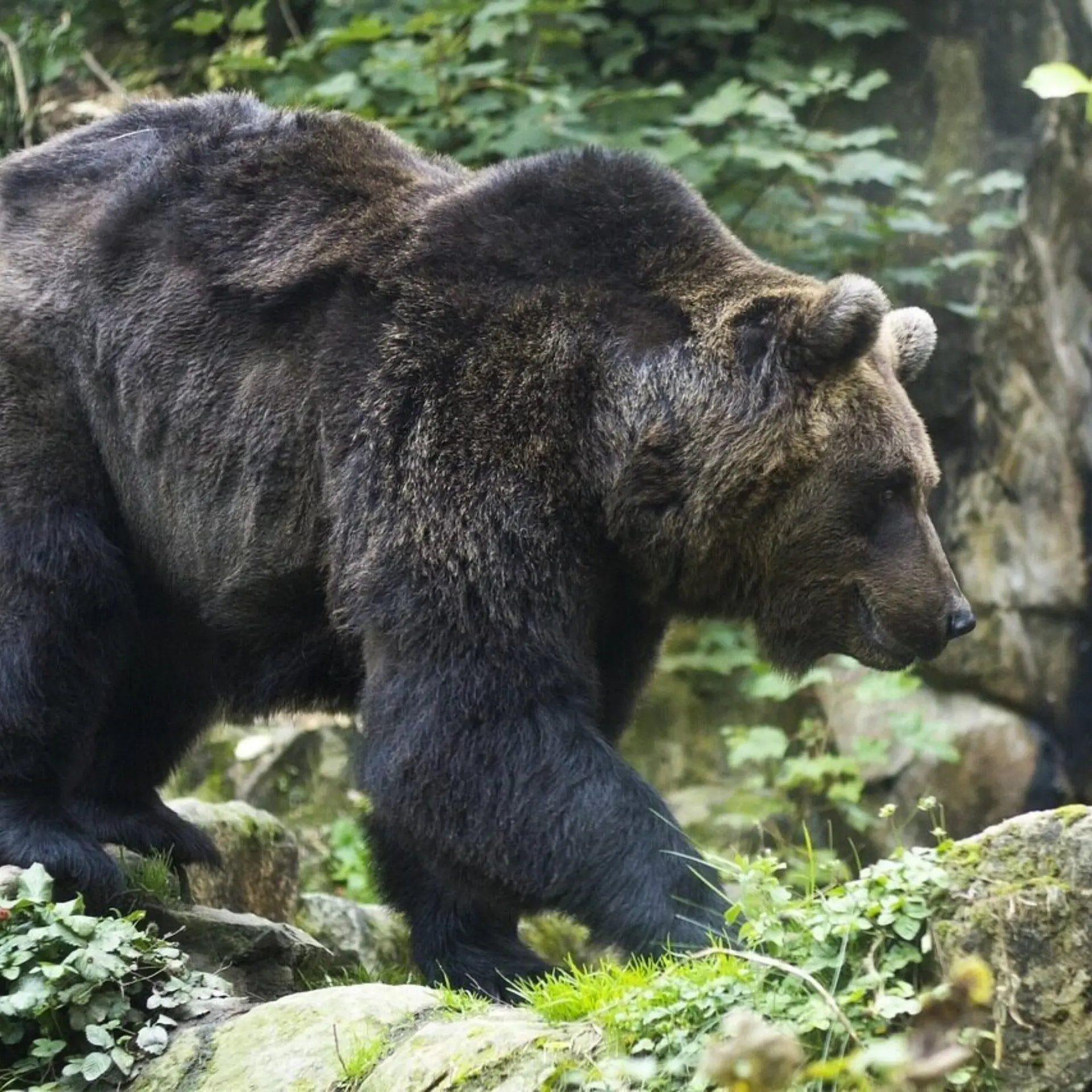 Brown bear 13886211280