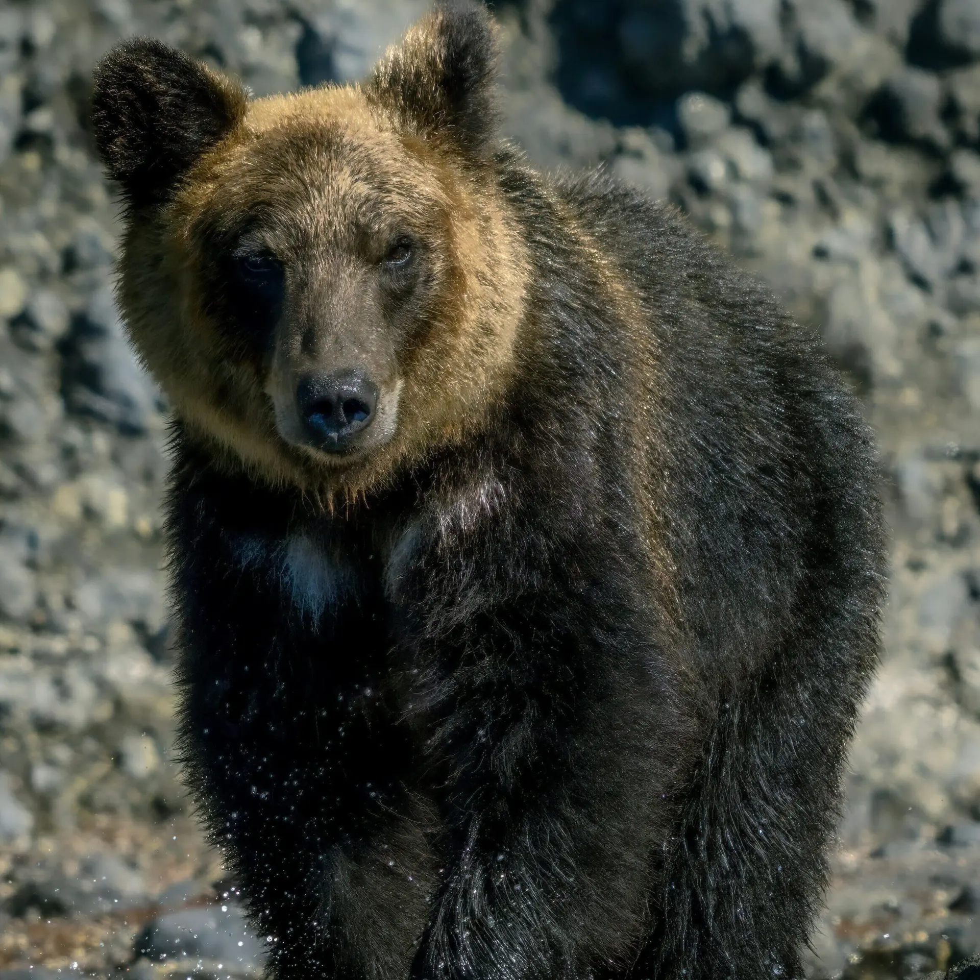 Penash gl51ygbs1ag unsplash