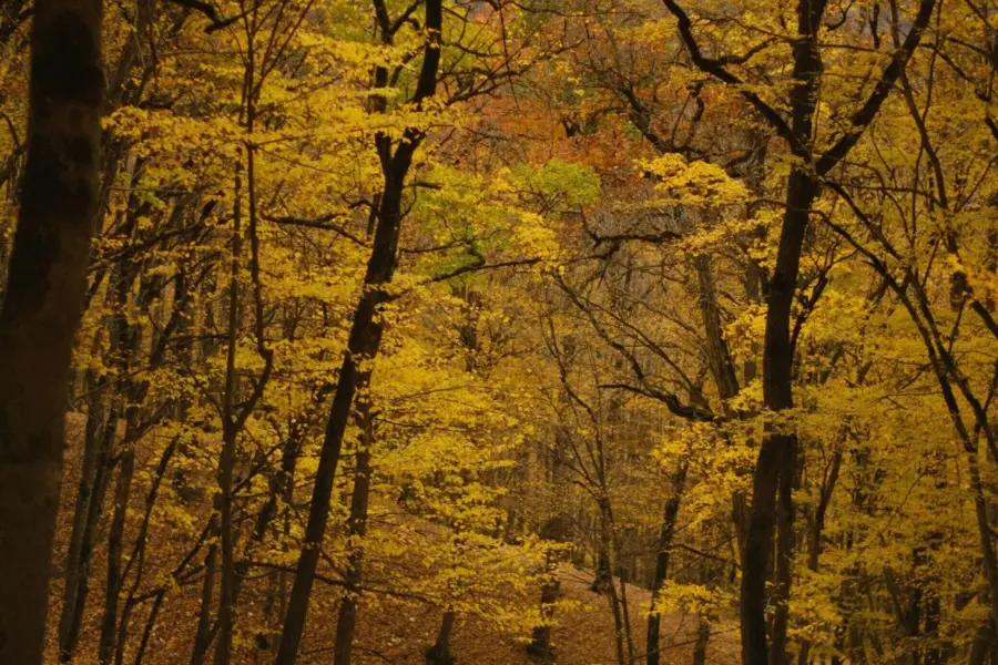 Yuri oparin xolrr fkvia unsplash1