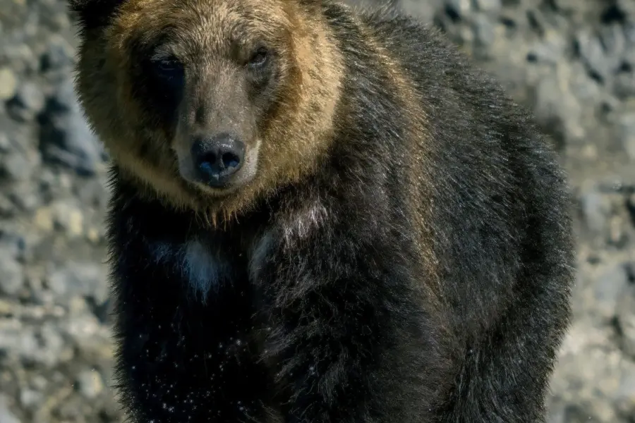 Penash gl51ygbs1ag unsplash