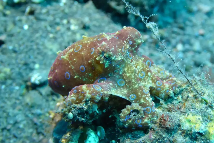 Took bali 13477841920