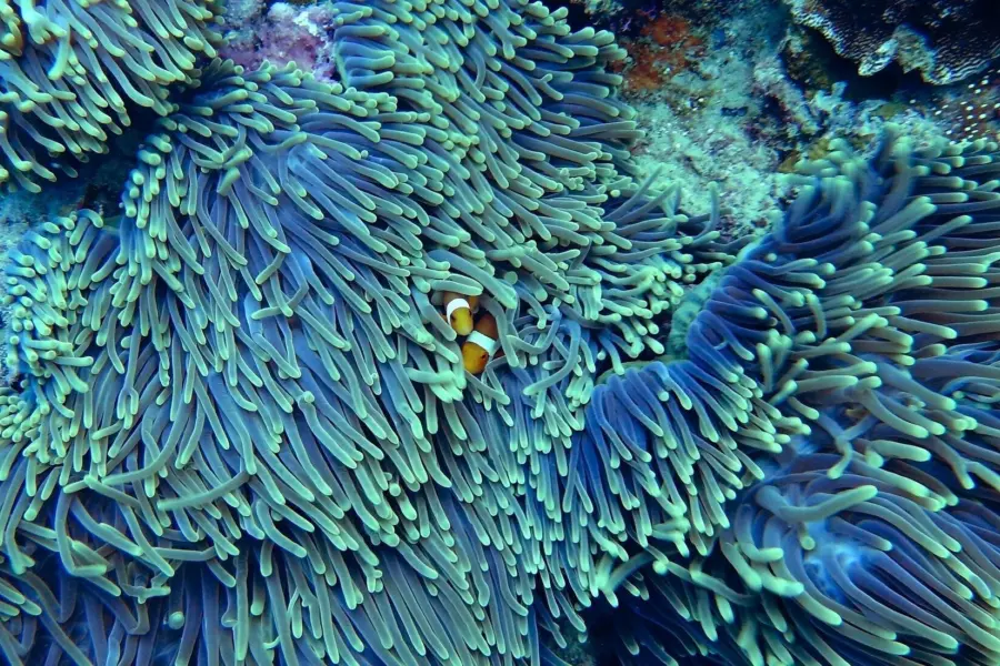 Pexels water 12831521920