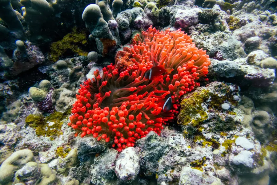 Hendrik morkel wv1rkaxqaik unsplash