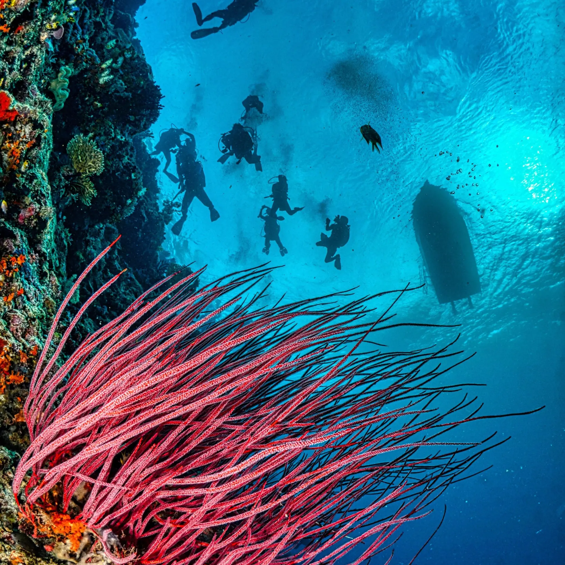 Copy of komodo dive1