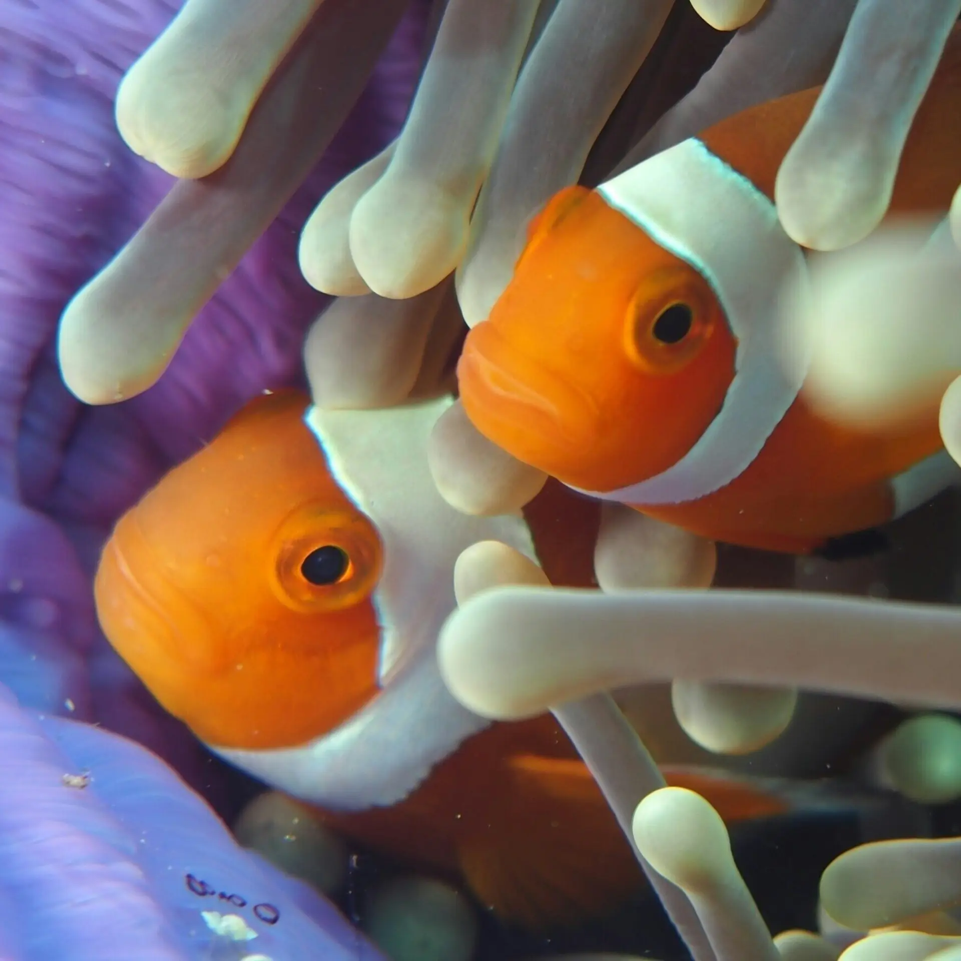 Swanson chan jdueytwvzni unsplash1