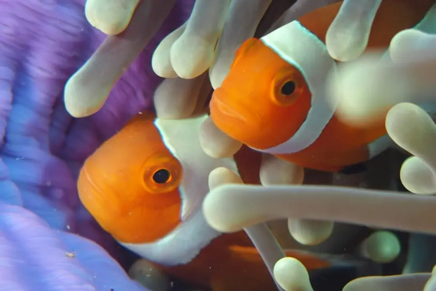 Swanson chan jdueytwvzni unsplash1