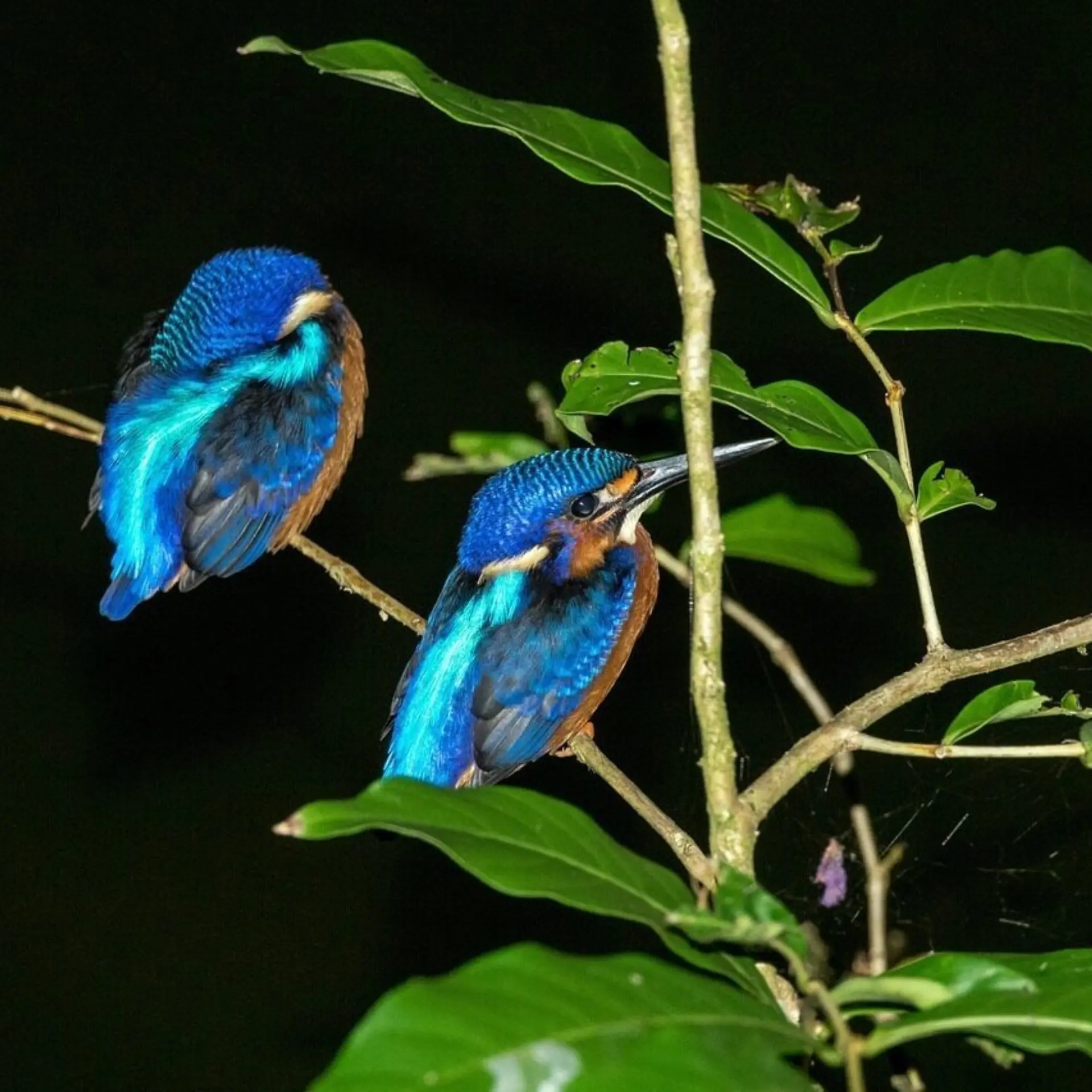 Blue eared kingfisher pair 53889221280