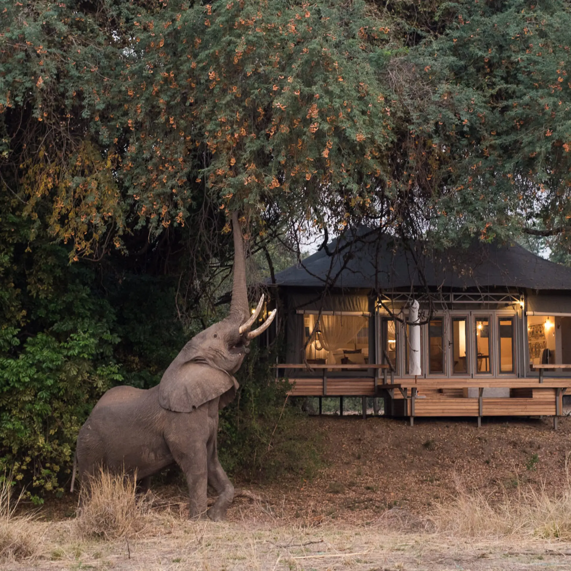 Chikwenya wildlife 2000px kyle and ruth 234 of 334