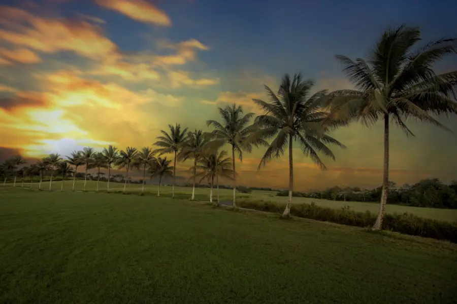 Palmalleysunset