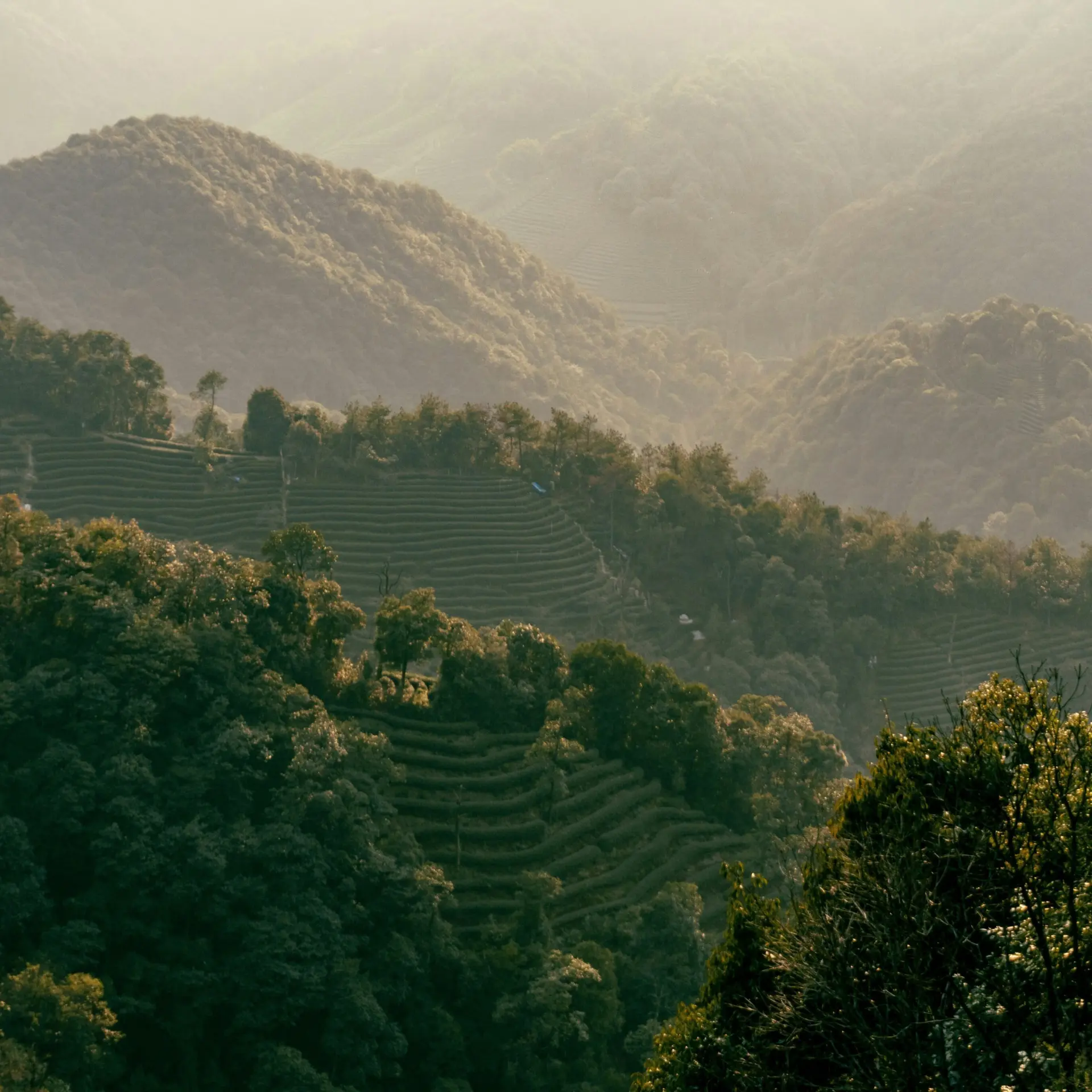 Sergio li guibimveblq unsplash