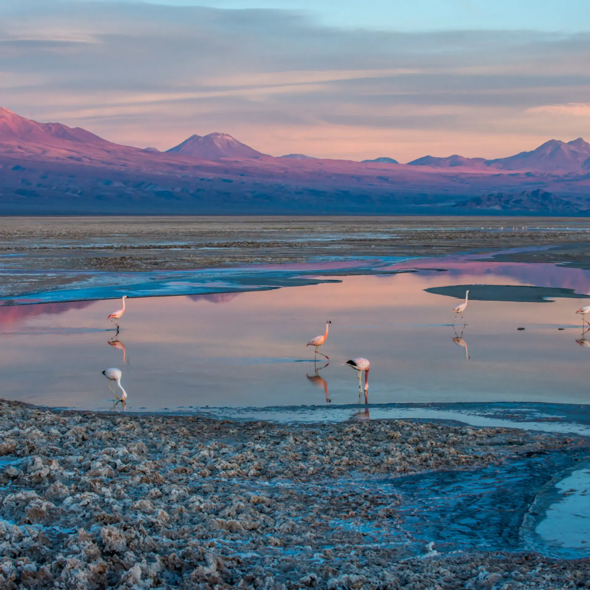 Alto atacama chiled2 42